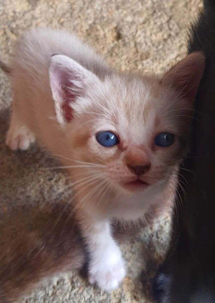 Gato ra a SRD-ViraLata idade Abaixo de 2 meses nome Antônio 