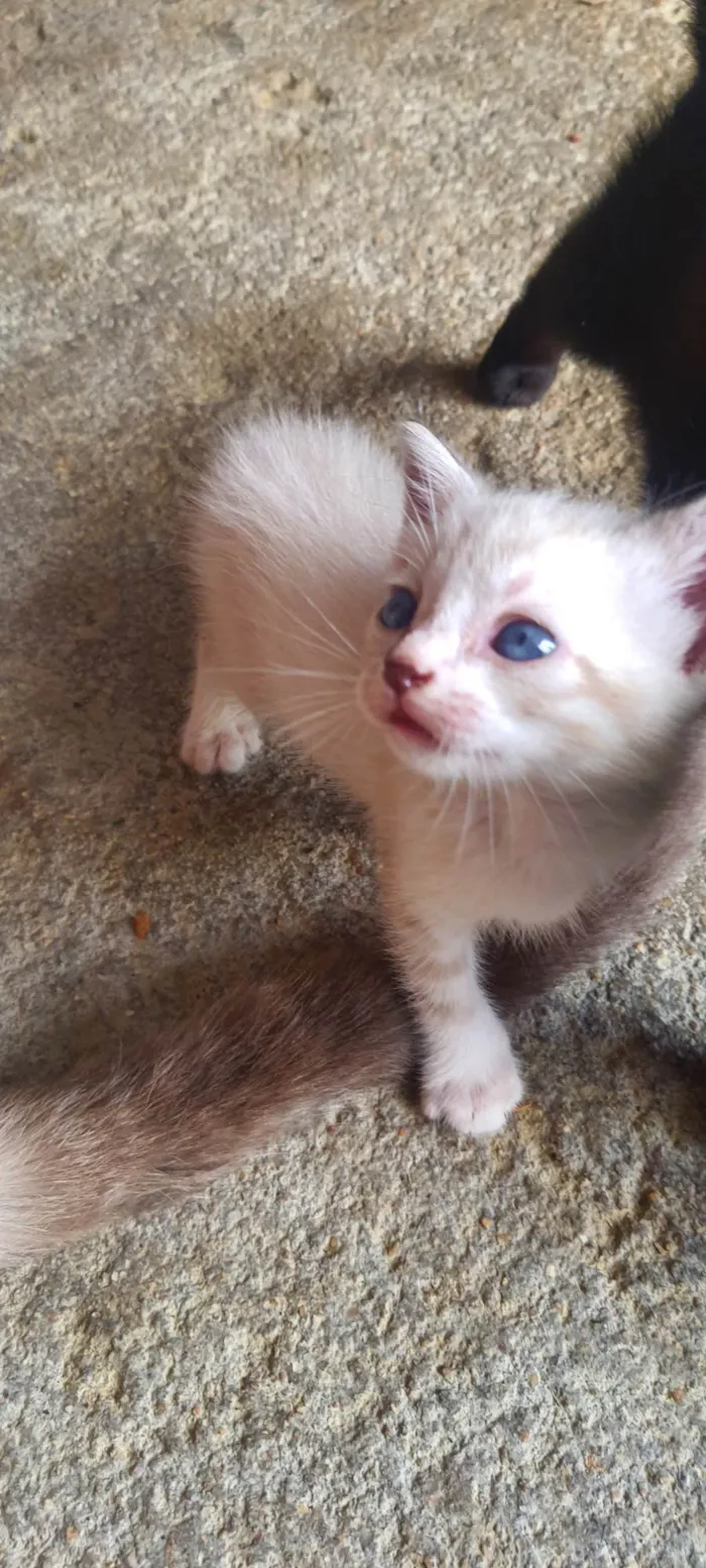 Gato ra a SRD-ViraLata idade Abaixo de 2 meses nome Antônio 