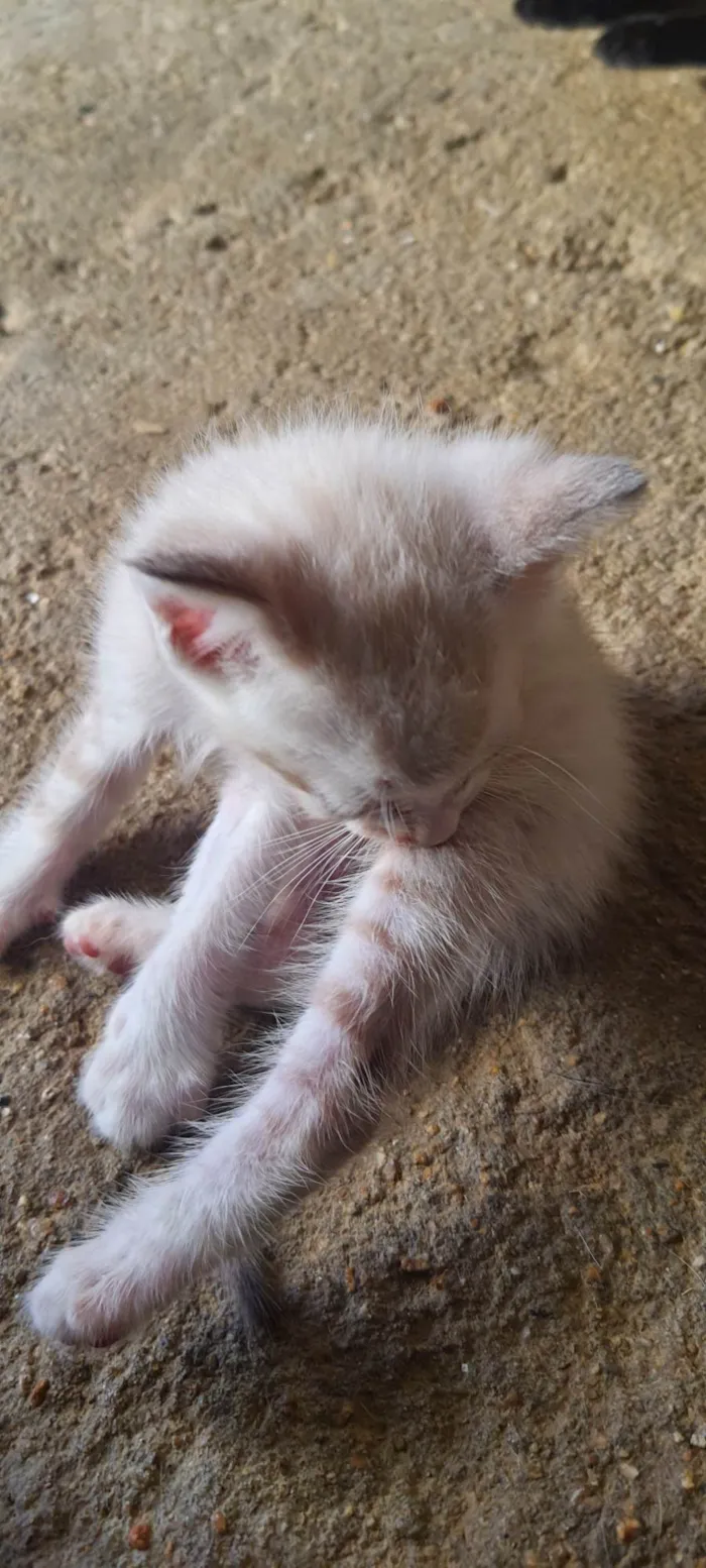Gato ra a SRD-ViraLata idade Abaixo de 2 meses nome Antônio 