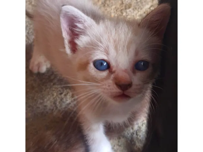 Gato ra a SRD-ViraLata idade Abaixo de 2 meses nome Antônio 