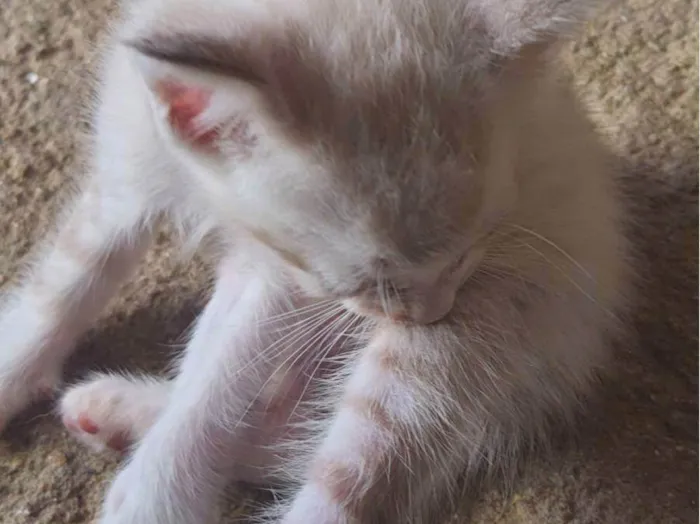 Gato ra a SRD-ViraLata idade Abaixo de 2 meses nome Antônio 