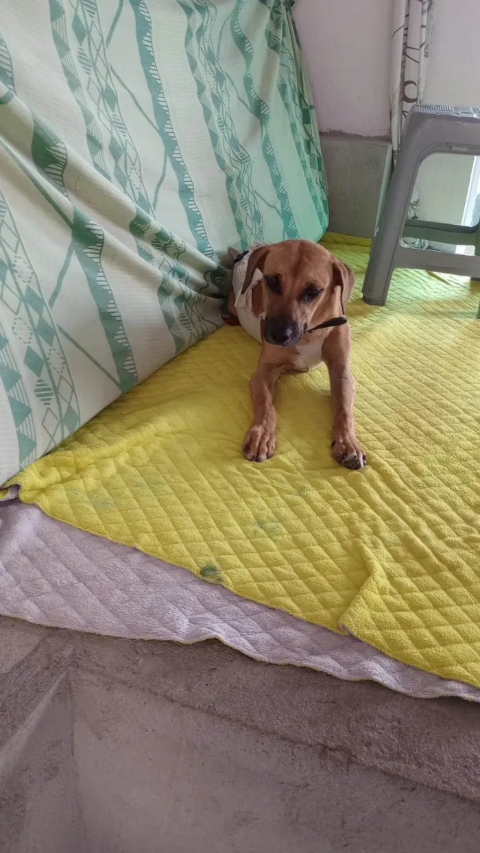 Cachorro ra a SRD-ViraLata idade 1 ano nome Caramelo