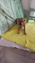Caramelo