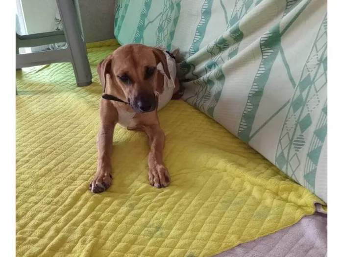 Cachorro ra a SRD-ViraLata idade 1 ano nome Caramelo