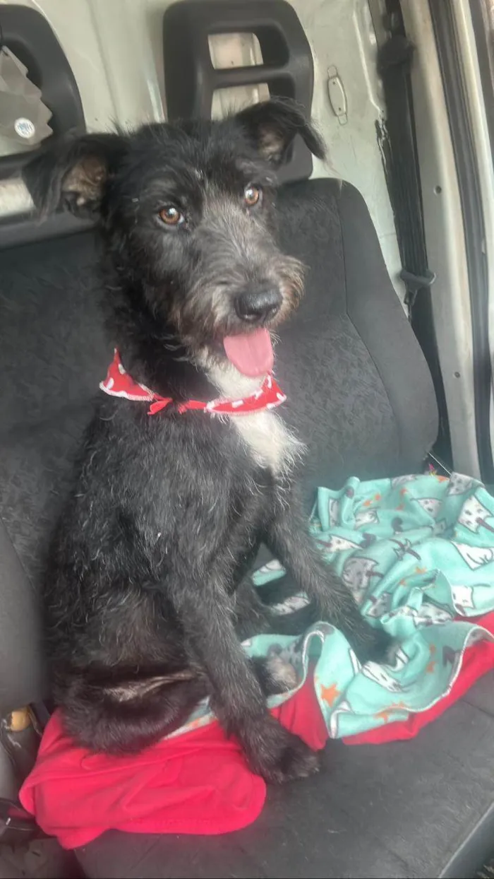 Cachorro ra a SRD-ViraLata idade 1 ano nome Luna neguinha