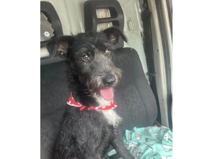 Cachorro ra a SRD-ViraLata idade 1 ano nome Luna neguinha