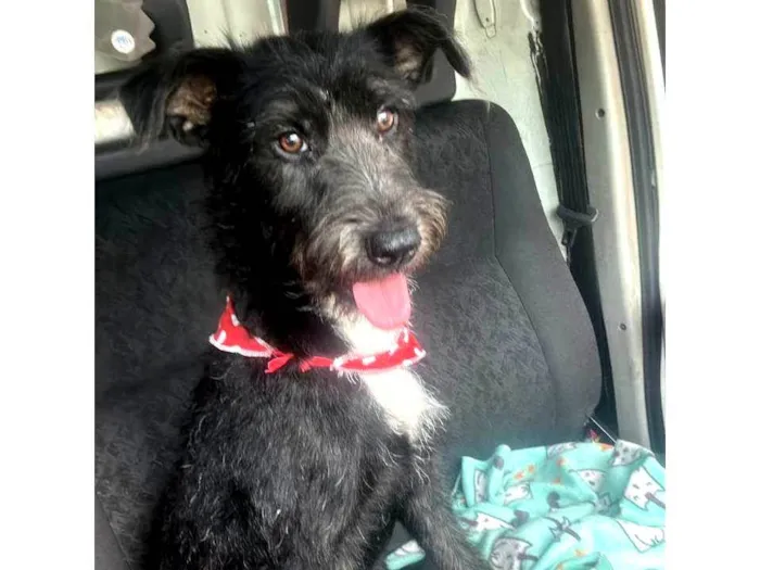 Cachorro ra a SRD-ViraLata idade 1 ano nome Luna neguinha