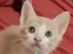 Gato raça Mestico  idade 2 a 6 meses nome Nino 