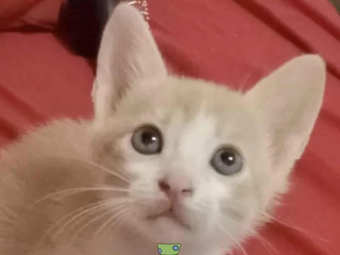 Gato ra a Mestico  idade 2 a 6 meses nome Nino 