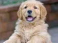 Toby