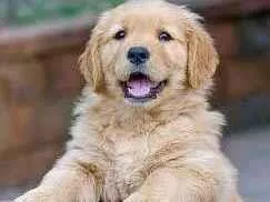 Cachorro raça Golden Retriever idade Abaixo de 2 meses nome Toby