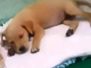 Cachorro raça Vifs lata  idade 2 a 6 meses nome Bel
