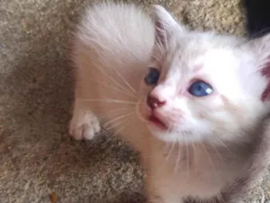 Gato raça SRD-ViraLata idade Abaixo de 2 meses nome Antônio 
