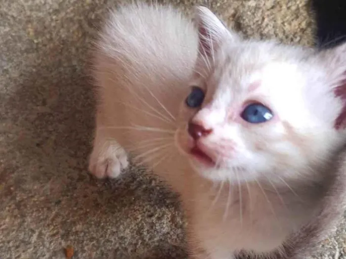 Gato ra a SRD-ViraLata idade Abaixo de 2 meses nome Antônio 