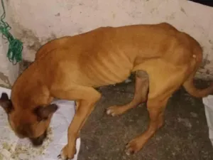 Cachorro raça Pit-Bull idade 6 ou mais anos nome Bob 