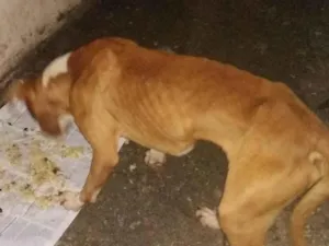 Cachorro raça Pit-Bull idade 6 ou mais anos nome Skank 