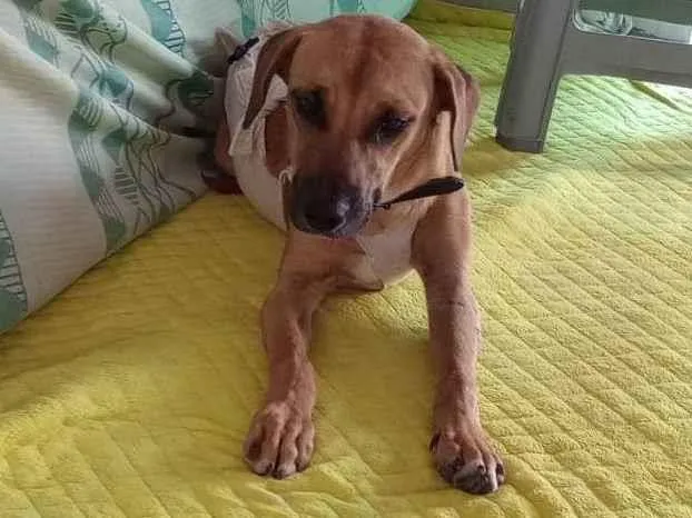 Cachorro ra a SRD-ViraLata idade 1 ano nome Caramelo