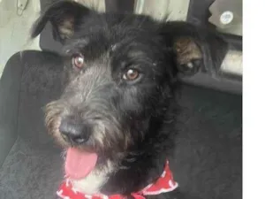 Cachorro raça SRD-ViraLata idade 1 ano nome Luna neguinha