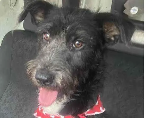 Cachorro ra a SRD-ViraLata idade 1 ano nome Luna neguinha