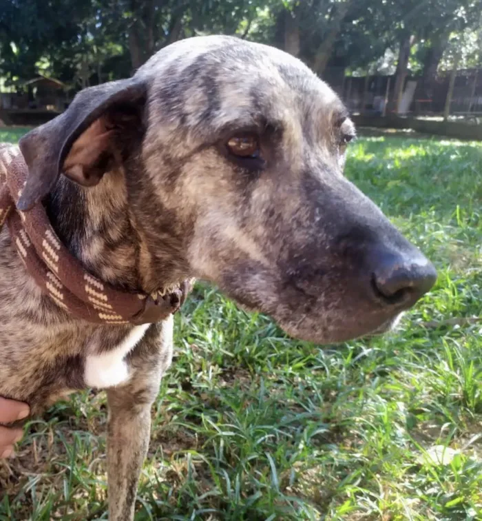 Cachorro ra a Mestico  idade 7 a 11 meses nome Thor 