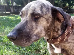 Cachorro raça Mestico  idade 7 a 11 meses nome Thor 