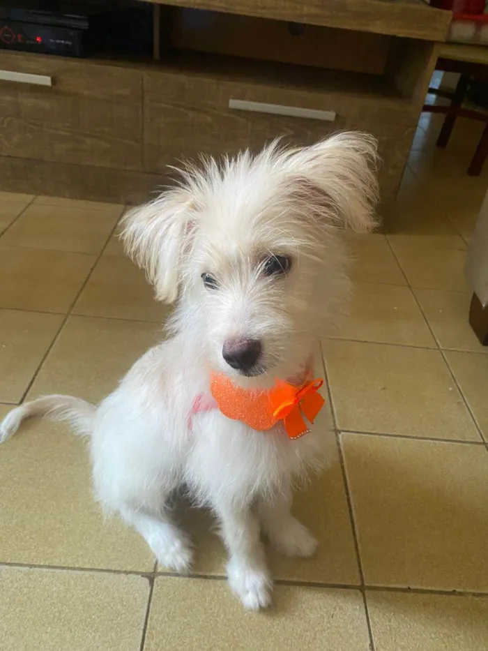 Cachorro ra a SRD-ViraLata idade 2 a 6 meses nome Bella