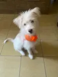 Bella