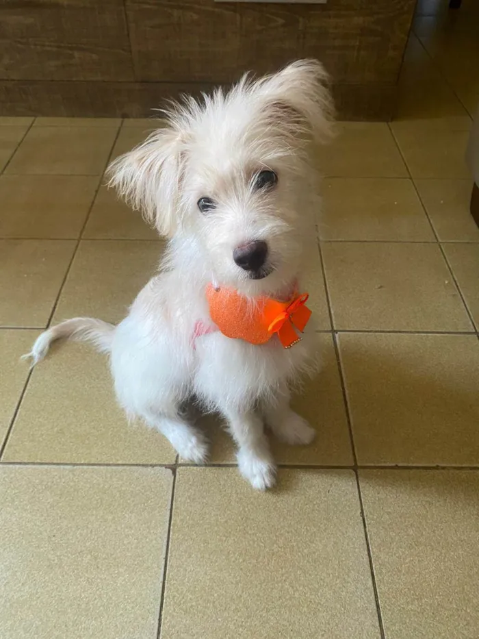 Cachorro ra a SRD-ViraLata idade 2 a 6 meses nome Bella