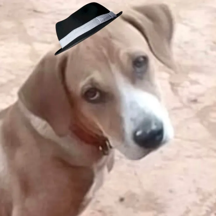 Cachorro ra a Mestico de Border Collie  idade 7 a 11 meses nome Duque 
