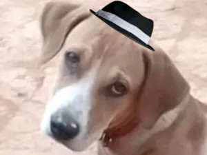 Cachorro raça Mestico de Border Collie  idade 7 a 11 meses nome Duque 
