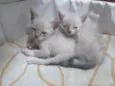 Minie e cloe
