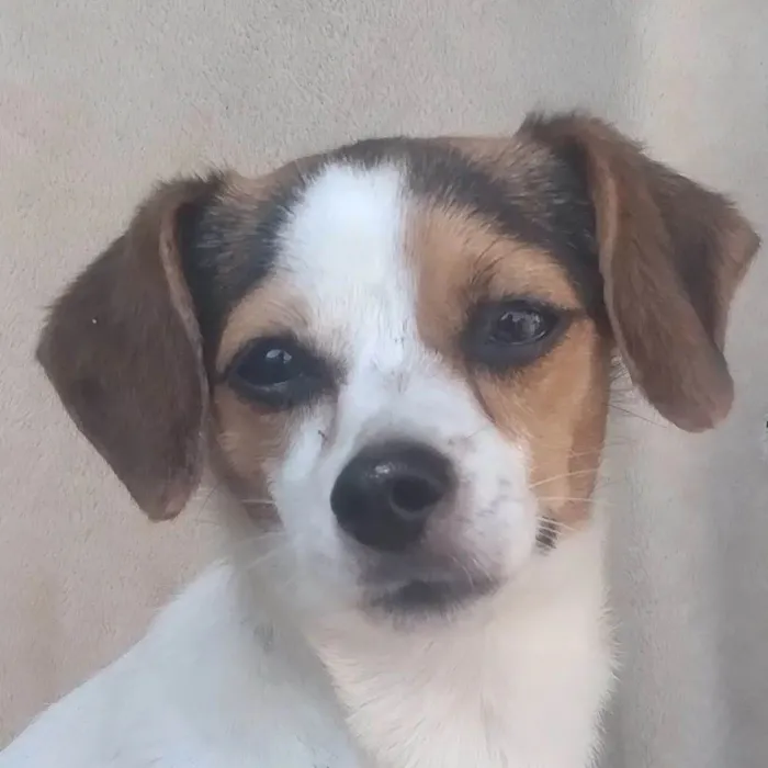 Cachorro ra a SRD-ViraLata idade 2 anos nome Surya