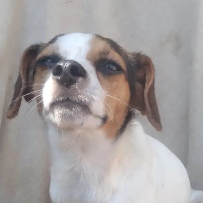 Cachorro ra a SRD-ViraLata idade 2 anos nome Surya