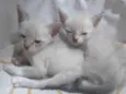 Minie e cloe