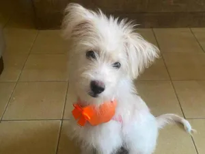 Cachorro raça SRD-ViraLata idade 2 a 6 meses nome Bella