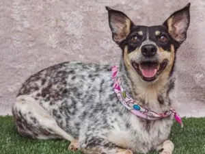 Cachorro raça SRD-ViraLata idade 4 anos nome Érica