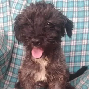 Cachorro raça SRD-ViraLata idade 2 anos nome Molly