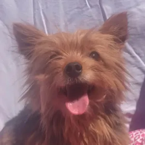 Cachorro raça  idade 5 anos nome Mini