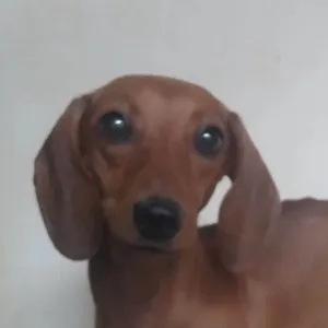 Cachorro raça  idade 2 anos nome Lalá