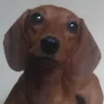 Lalá