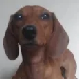Lalá