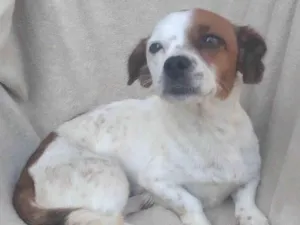 Cachorro raça SRD-ViraLata idade 2 anos nome Kiki