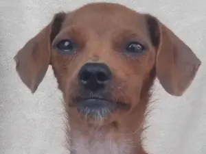 Cachorro raça SRD-ViraLata idade 2 anos nome Nanny