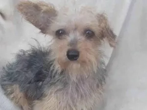 Cachorro raça SRD-ViraLata idade 2 anos nome Nico