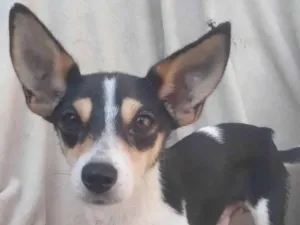 Cachorro raça SRD-ViraLata idade 2 anos nome Adriano