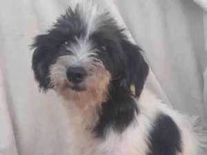 Cachorro raça SRD-ViraLata idade 4 anos nome Dread