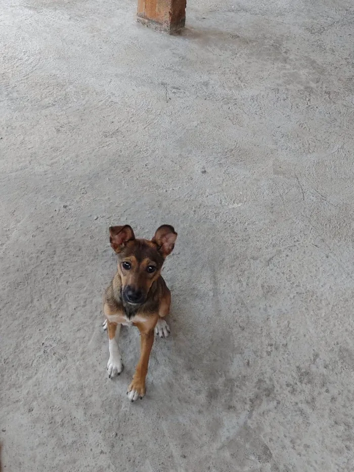 Cachorro ra a SRD-ViraLata idade 1 ano nome Cacau