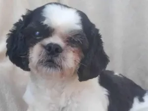Cachorro raça SRD-ViraLata idade 2 anos nome Bradock