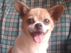 Cachorro raça SRD-ViraLata idade 6 ou mais anos nome Eloah