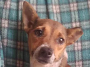 Cachorro raça SRD-ViraLata idade 2 anos nome Shakira